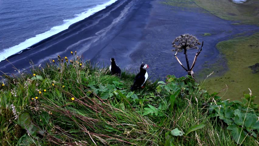 The joyful return of puffins to their cliff habitats celebrates successful conservation efforts while reminding us of our responsibility to protect planetary ecosystems for future generations.