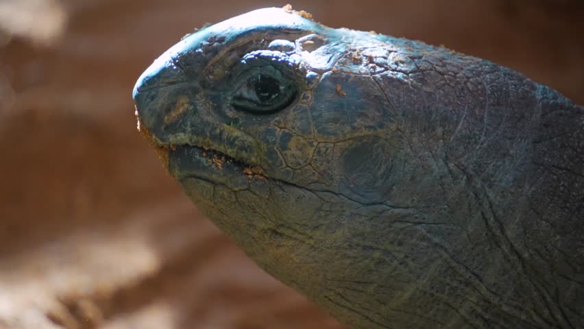 Giant Turtle Head Captured in Stunning 4K Resolution