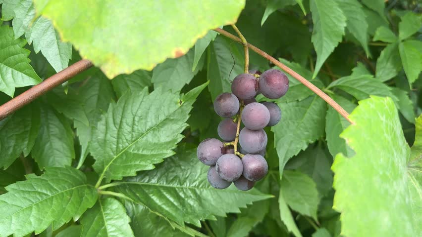 Close-up of purple grapes growing on a vine surrounded by lush green leaves. Natural sunlight highlights the ripe fruit during late summer or early autumn.

