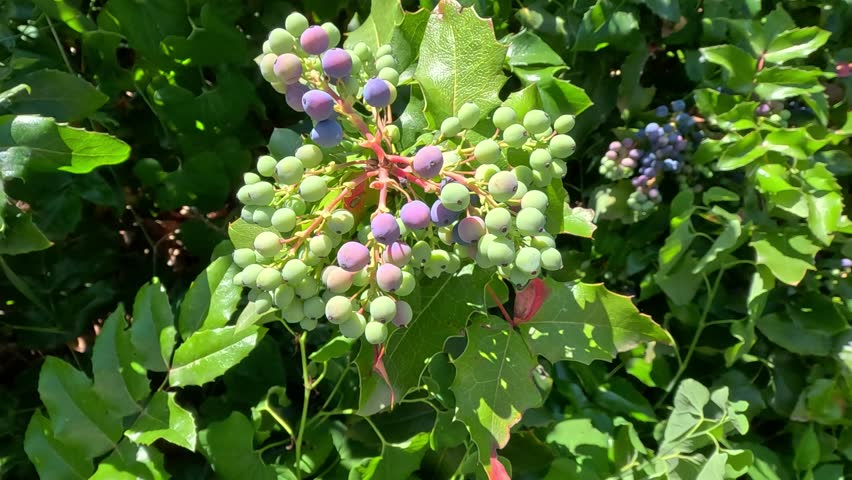 Oregon grape Berberis aquifolium, Green and pink plant fruits against a background of spiky green leaves in a garden