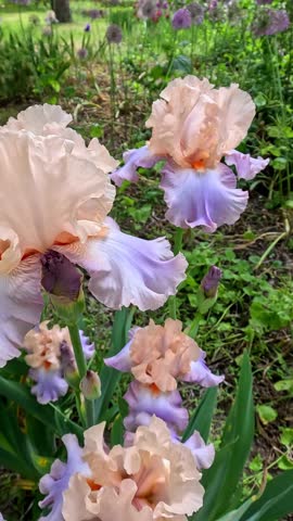 Creamy with a purple tint decorative garden Iris germanica with large flowers in the botanical collection.