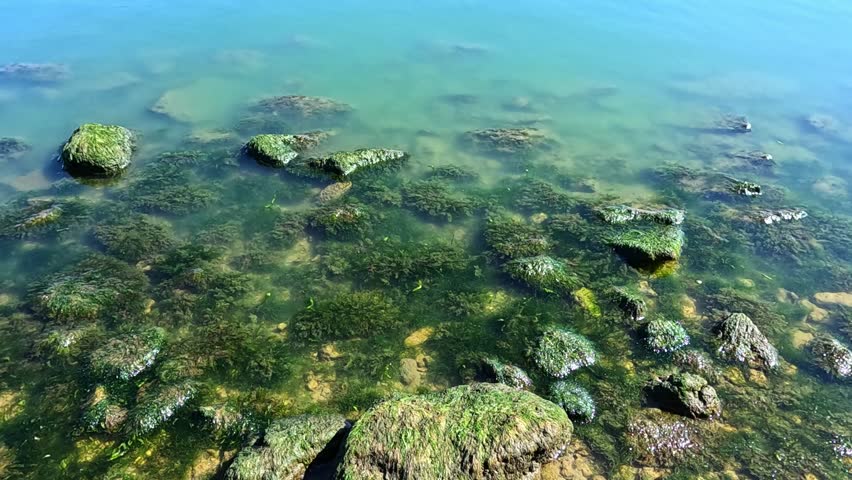 Green algae (Enteromorpha intestinalis) grows on rocks near the shore of the eutrophic Khadzhibey Estuary, Odessa region, Ukraine