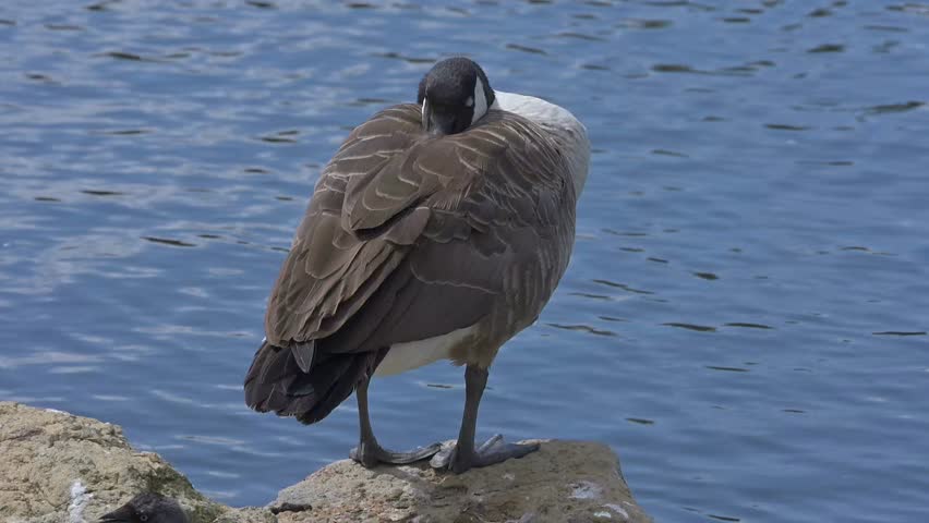 Canada Goose (Branta canadensis) resting or sleeping on a rock by a lake with its head under its wing. September, Kent, UK