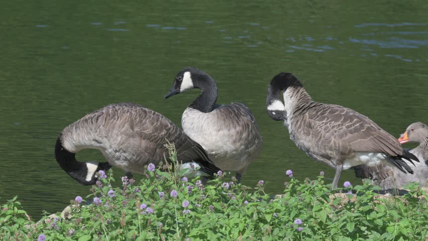 Three Canada Geese (Branta canadensis) preening their breast feathers by the side of a lake. September, Kent, UK. Half speed