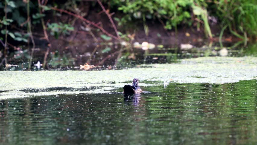 A male and female Wood Duck swimming in the Whitaker Slough