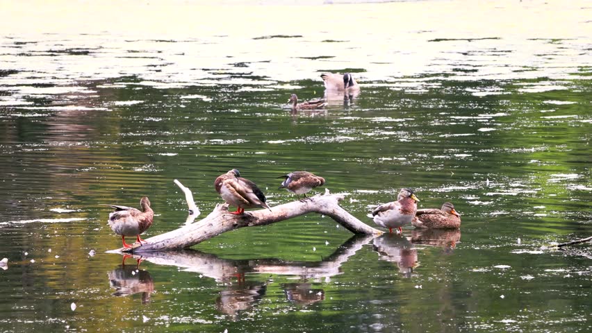 A group of female Mallard ducks on a log at Whitaker Ponds Nature Park