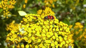Bee-eating beetle Trichodes apiarius - black and red beetle on a plant. - Powered by Shutterstock - Get 15% off with code: PIKWIZARD15