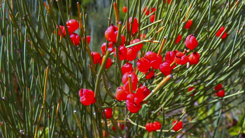 Red tasty edible fruits of Ephedra arborescens in the garden