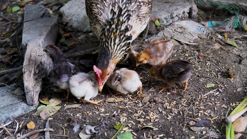 Adorable scene of little baby chickens exploring a muddy puddle while searching for their meal.