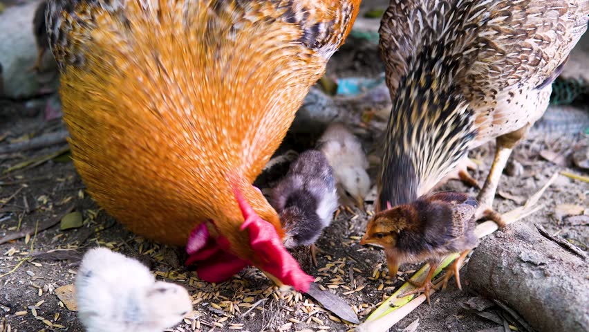 A heartwarming moment of family and care as a mother hen and rooster feed their hungry, little chicks on the ground.