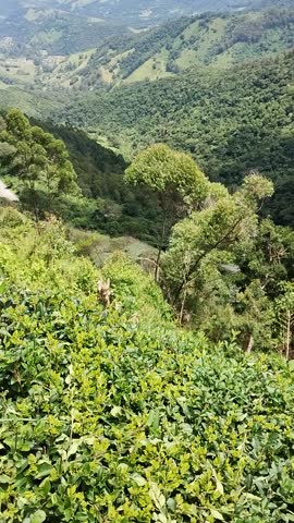 Mountain Road View from Above Scenic highway winds through lush green hills, seen from a high vantage point with forested valleys and distant mountains