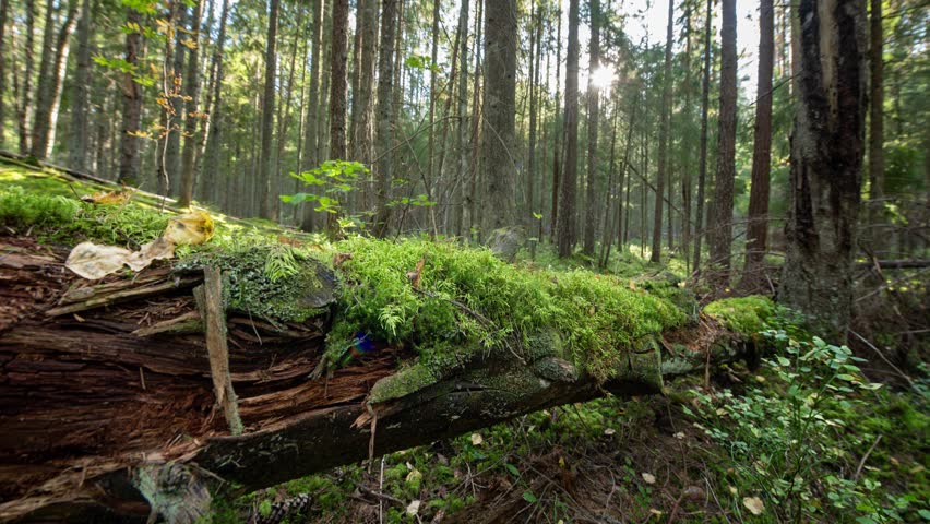 Beautiful old fallen tree covered with moss in the old forest. Scenic timelapse.