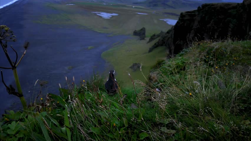 The joyful return of puffins to their cliff habitats celebrates successful conservation efforts while reminding us of our responsibility to protect planetary ecosystems for future generations.