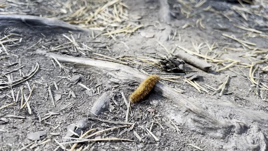 Hairy brown caterpillar crawling close up, insect macro footage, wild nature detail, crawling bug on ground, entomology concept, creepy crawly, natural wildlife scene, exotic insect movement