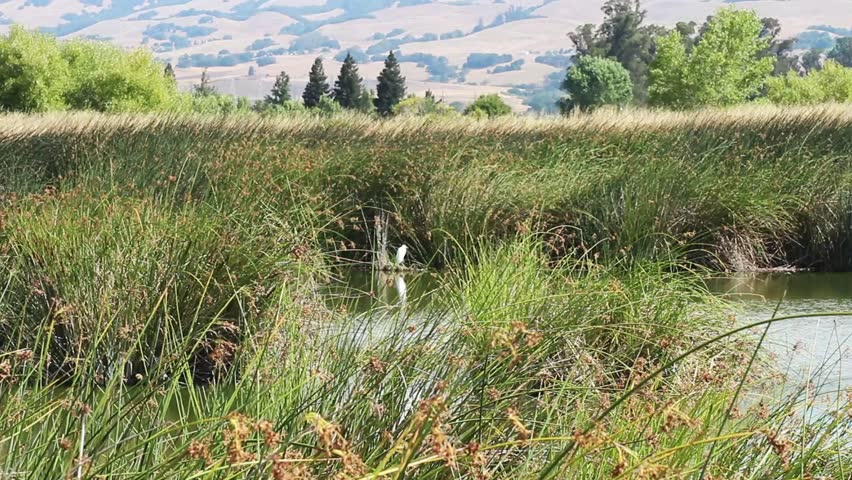 Breeze Swaying Green Reeds Around Pond With White Egret In Background Petaluma California
