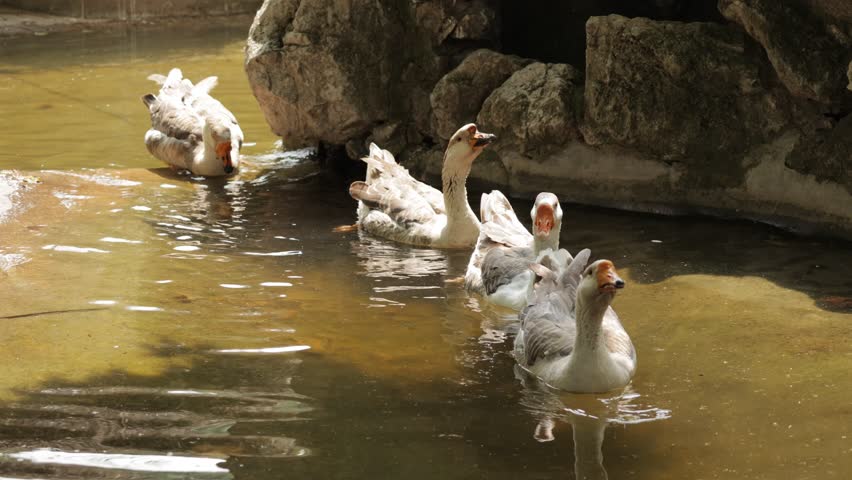 Close-up of a flock of geese swimming together in a pond within a wildlife sanctuary, showing their detailed feathers, bright eyes, and synchronized movement, captured in natural light