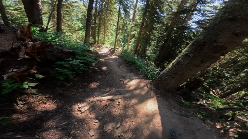 Mountain biking through lush forest trail with dynamic terrain and vibrant greenery