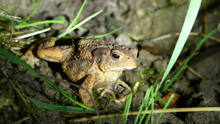 A common toad (Bufo bufo) captured in the darkness, lit by a beam of light, highlighting its rough skin texture.