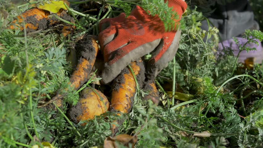 Farmer's hands take ripe carrots from pile in field. These carrots have been freshly harvested, cleaned from the earth, and had their tops removed. Autumn harvest time.