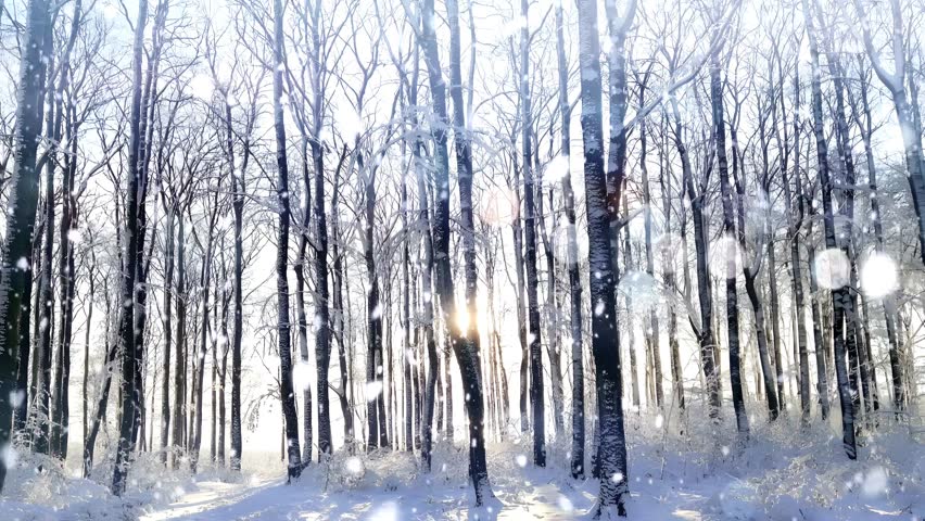 Snowy forest scene with falling snow, showcasing tall trees covered in snow. Seamless looping 4k video background