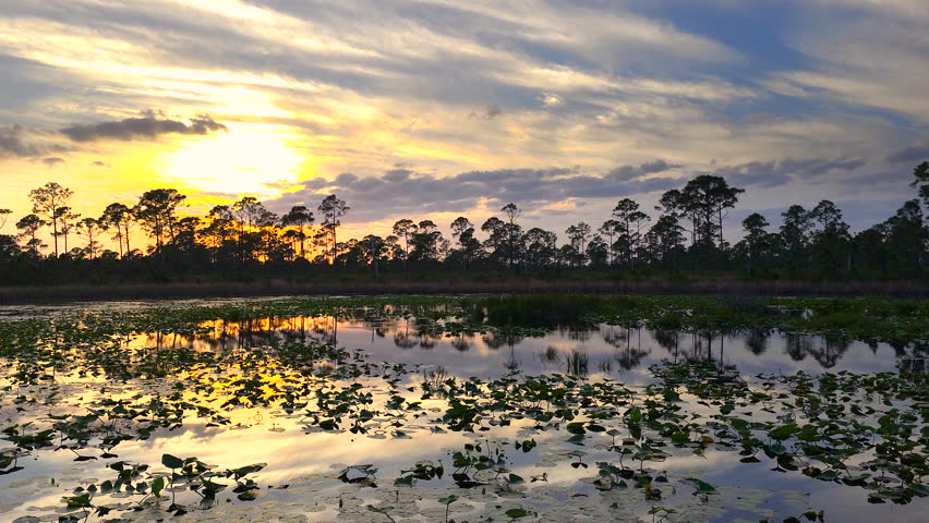 Amazing Florida nature. Sunset over forest lake water in southern tropical wetlands