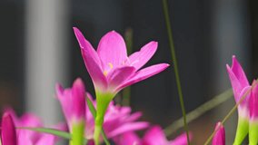 Vibrant pink rain lily flower blooming in a garden, showcasing delicate petals and yellow stamens against a soft, dark background. - Powered by Shutterstock - Get 15% off with code: PIKWIZARD15