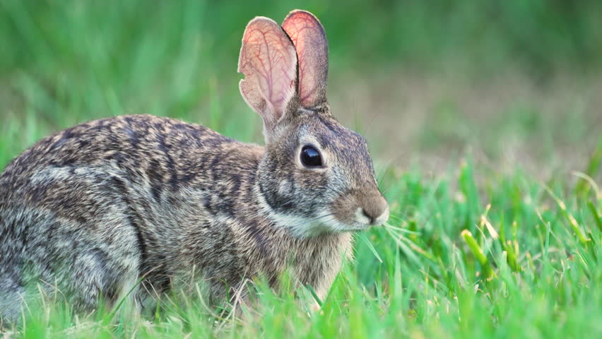 Wild rabbit in nature. Grey small hare eating grass on Florida backyard