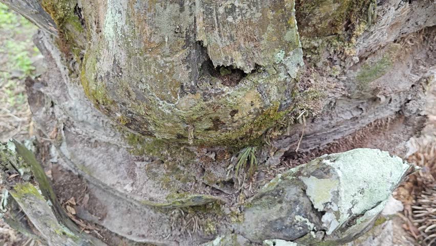 pattern of the palm tree bark printed texture of the remaining dried stems.