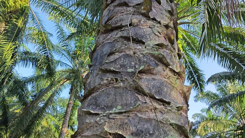 pattern of the palm tree bark printed texture of the remaining dried stems.