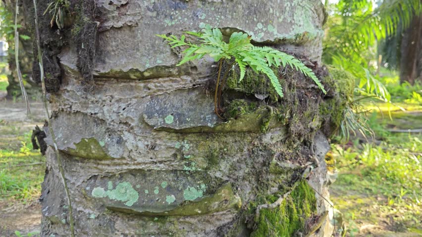 pattern of the palm tree bark printed texture of the remaining dried stems.