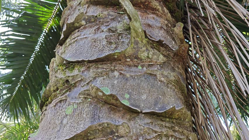 pattern of the palm tree bark printed texture of the remaining dried stems.