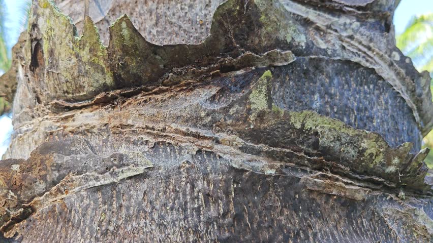 pattern of the palm tree bark printed texture of the remaining dried stems.