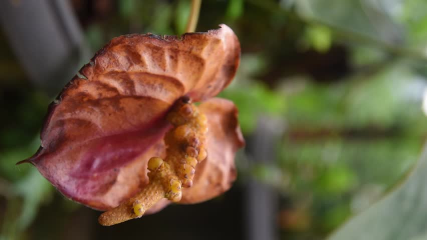 wilting anthurium flower spadix covered with bumpy seeds on soft blurry natural garden background, close-up taken in slow motion 60fps