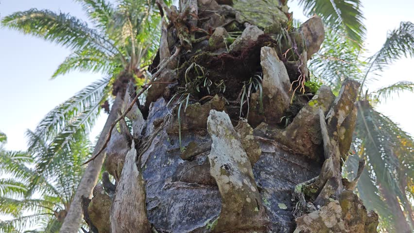 pattern of the palm tree bark printed texture of the remaining dried stems.