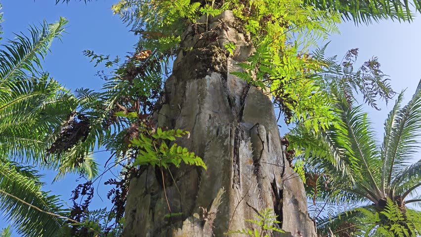 pattern of the palm tree bark printed texture of the remaining dried stems.