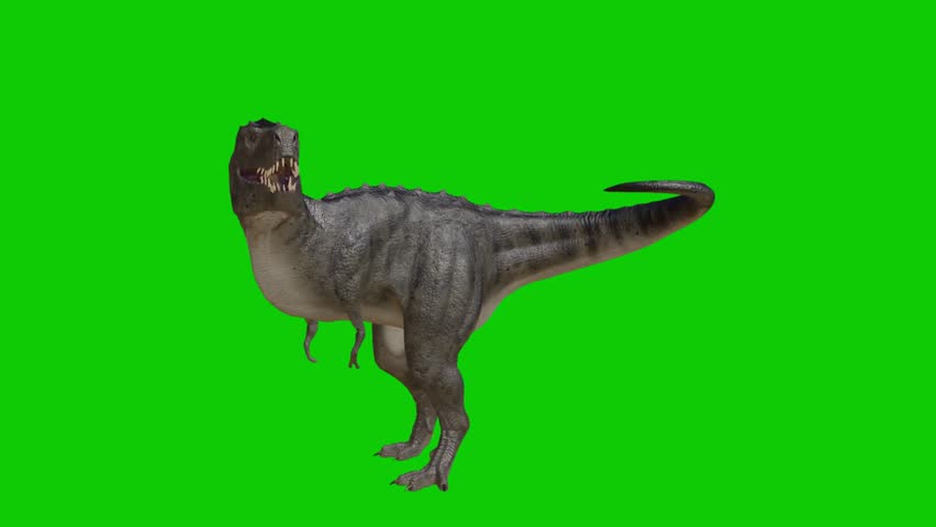 Majestic Tyrannosaurus Rex moves with power on green screen for epic visual effects