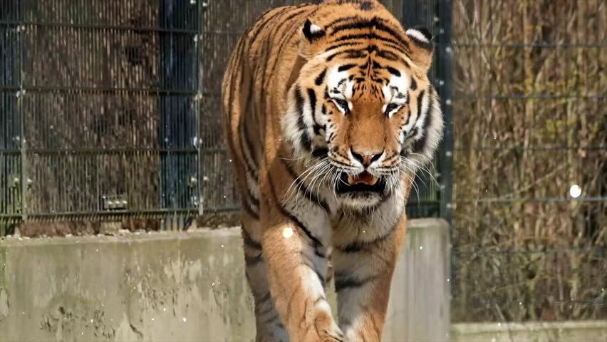 Spotted tiger pacing restlessly in its enclosure cage