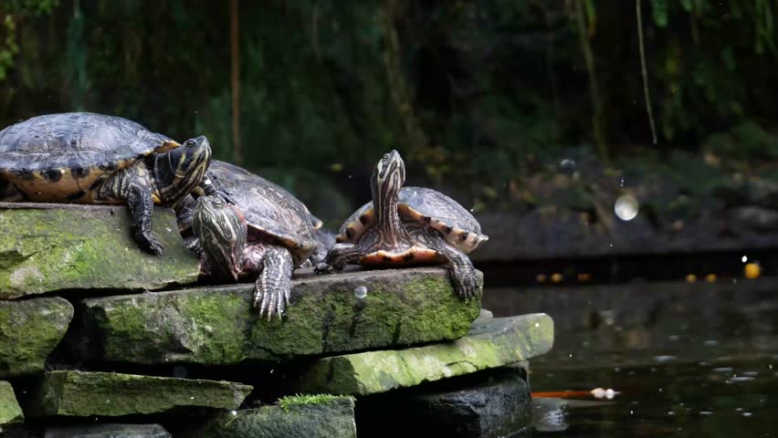 Animation of Turtles Sunbathing on Rocks by Water