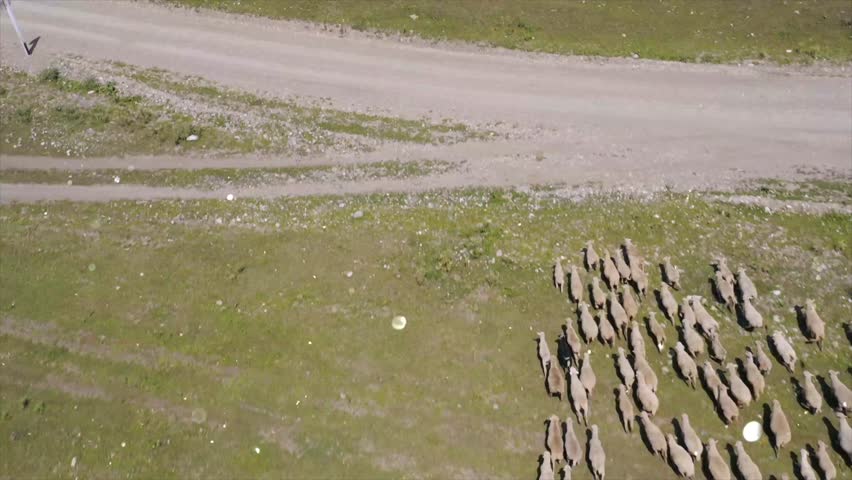 Animated Sheep Running from Meadow to Rocky Mountain Slope