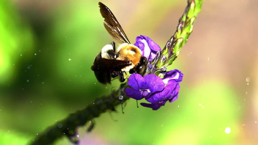 A macro shot of a big bumblebee collecting nectar from a purple flower.