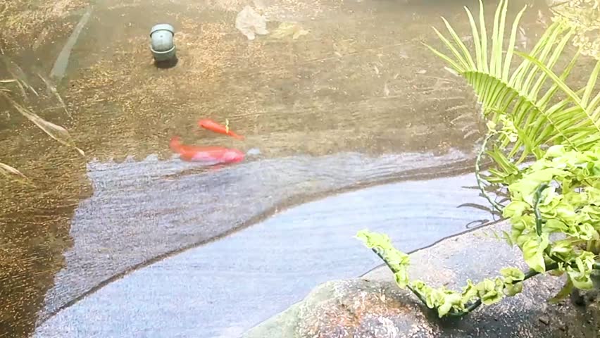 A peaceful little pond with goldfish and lush greenery. A perfect spot to relax! 