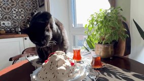 A tabby cat is sitting at a table with a plate of ice cream in a waffle cup in front of him.A funny white cat in a yellow paper cap sits at a white table with a canned cat cake with a candle and licks - Powered by Shutterstock - Get 15% off with code: PIKWIZARD15