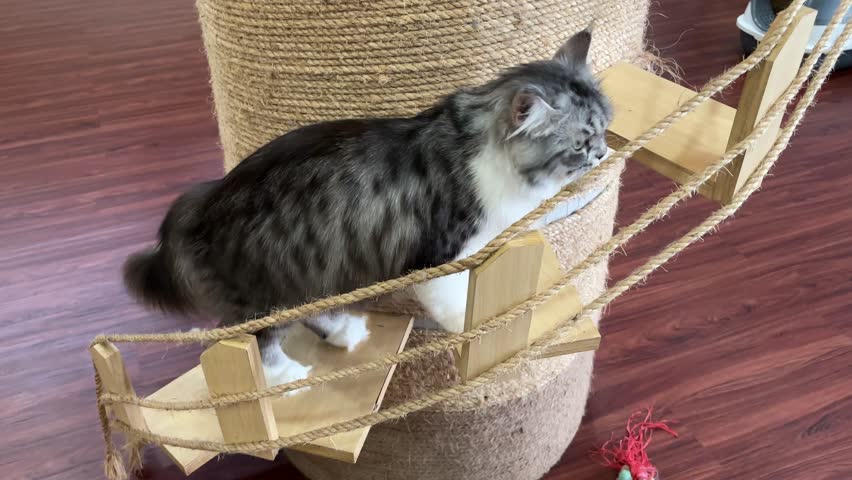 Fluffy gray cat climbing on wooden cat tree with sisal rope scratching post indoors