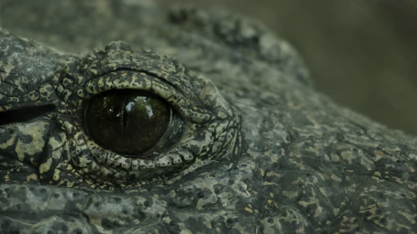 Close-up of the eyes of a Chinese alligator in a wildlife sanctuary, showing textured scales, sharp gaze, and intricate details, captured in natural light, highlighting the intensity and ancient prese