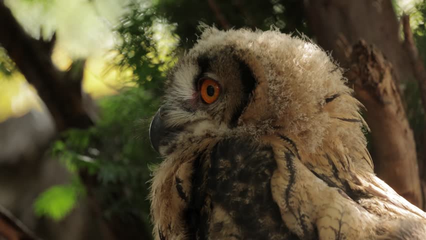 Close-up portrait of a long-eared owl in a wildlife sanctuary, showing detailed feathers, piercing eyes, and sharp beak, captured in natural light, highlighting the majestic and mysterious presence of
