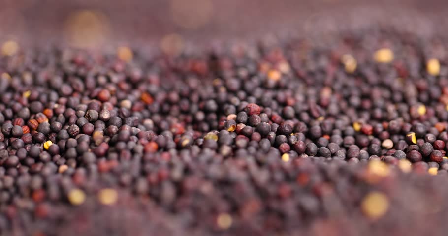 black rapeseed seeds are poured together, rapeseed seeds are used to produce oil and make other food products, rapeseed is used to make fuel for nuclear vehicles