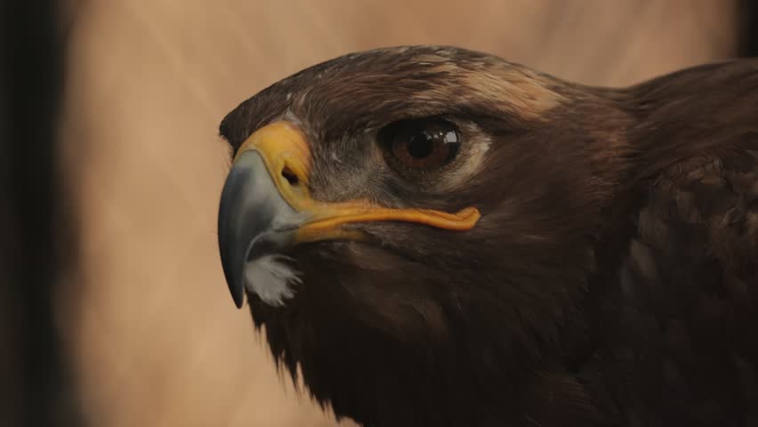 Close-up portrait of a golden eagle in a wildlife sanctuary, showing detailed feathers, sharp eyes, and powerful beak, captured in natural light, highlighting its majestic and dominant presence.