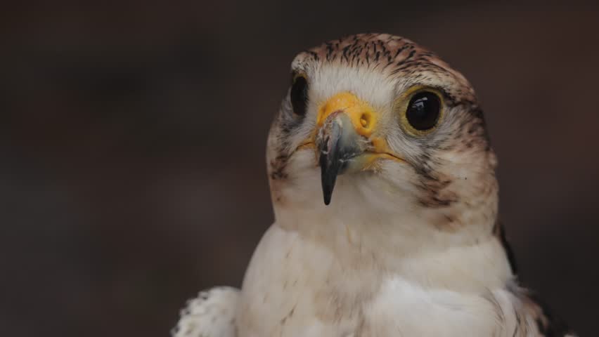 Close-up portrait of a common kestrel in a wildlife sanctuary, showing detailed feathers, sharp eyes, and delicate features, captured in natural light, highlighting its alert and graceful presence.