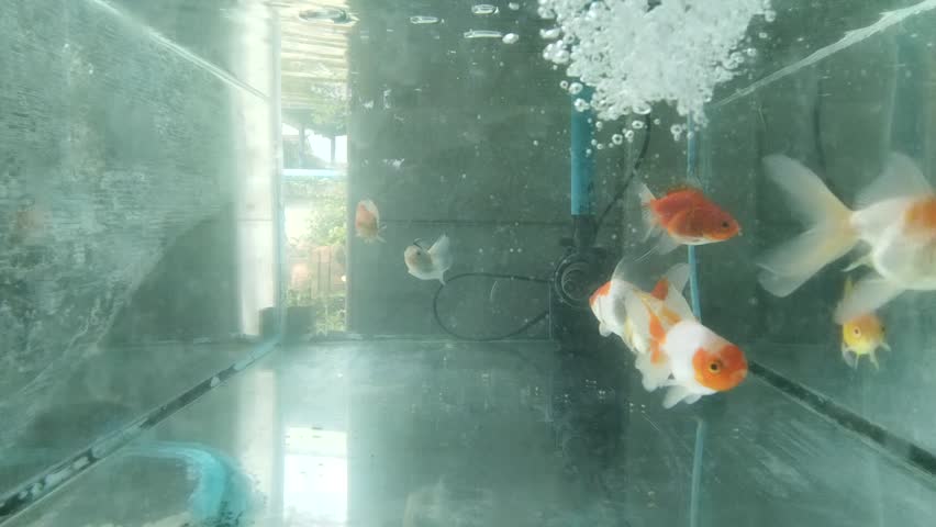 A school of tiny, colorful goldfish swimming gracefully in the clear water of a glass tank.