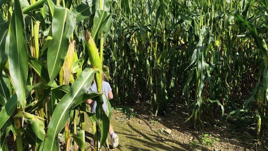 Little girl walking in corn maze, sunny day, maze, children